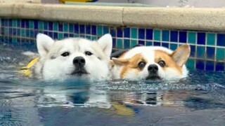 Let your dog swim for a month to lose weight, the results are out!