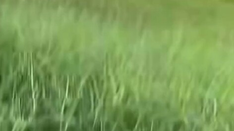 Judging from the accent, it doesn't sound like a local.