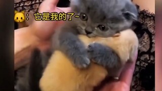 Every cat has its own little dog~