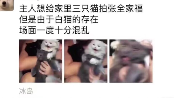 Cat: I hate humans who have no sense of boundaries.