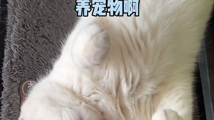 Kalau dipelihara cukup lama, hewan peliharaan akan jadi mirip tuannya...