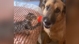 Anjing: Saya seorang ayah dan ibu pada saat yang sama, saya telah membayar terlalu banyak.