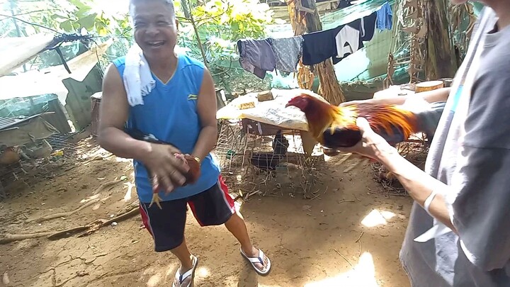 Sparring Red wine 8 months vs lemon hackle 8 months