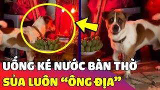 Chú chó uống ké 'NƯỚC BÀN THỜ' còn cả gan to tiếng với 'ÔNG ĐỊA' khiến gia chủ bất lực 😅 | Gâu Đần