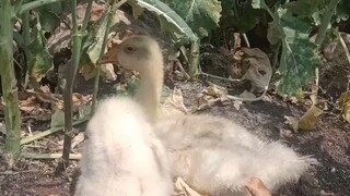 اختفى 25 يوانًا.