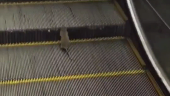 Shushu selalu merasa bahwa dia tidak bekerja cukup keras sampai kematiannya.