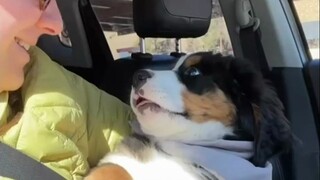 Dog: Information entered successfully! Hello, my little human!