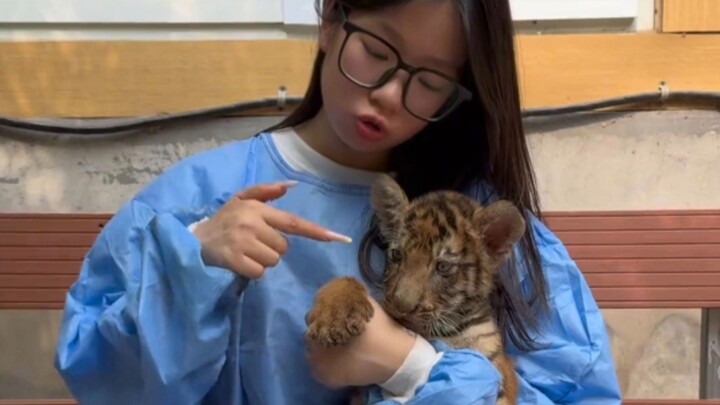 当一天小老虎饲养员是种什么体验呢！