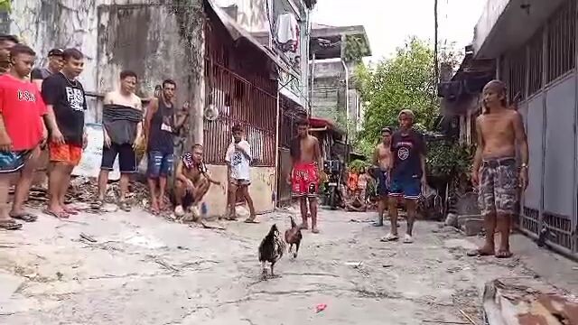 Nakachama si Talisay, walang sugat.