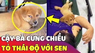 Vẻ mặt đáng ghét của' CON RUỘT' cậy mẹ cưng chiều liền 'TỎ THÁI ĐỘ' với CON GHẺ 😅 | Gâu Đần