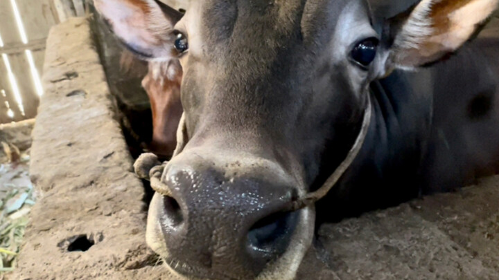 Gesek-gesek si sapi imut ini, seru banget!