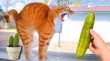 Funny Cat Videos ● That Will Make You Smile #11 - Funniest Dogs and Cats Videos
