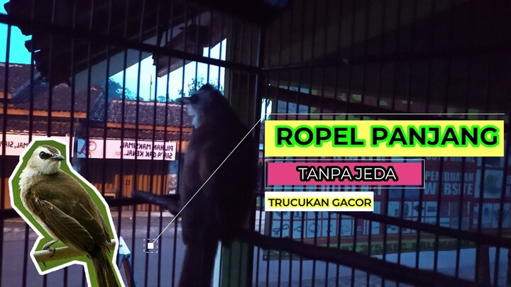 Dahsyat!!! Ropelan Trucukan Panjang Cocok Sekali Buat MAsteran Biar Cepat Gacor