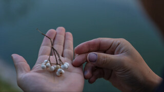 هل سبق لك أن رأيت بذورًا تُصدر ضوءًا؟