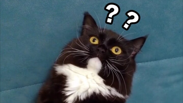 If you’ve never been through a cat’s struggles, don’t preach kindness to cats!