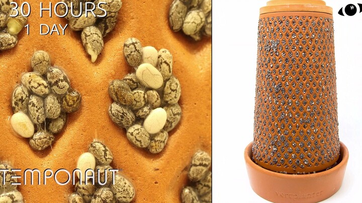 【เวลาพรากทุกสิ่งไป】ไทม์แลปส์ – การงอกของเมล็ดเชีย