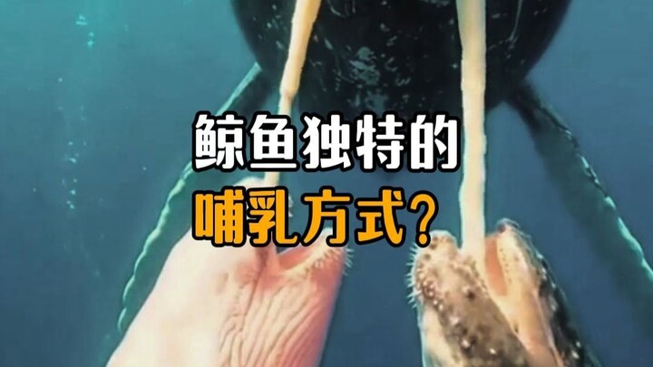 วิธีการให้นมที่เป็นเอกลักษณ์ของวาฬ?