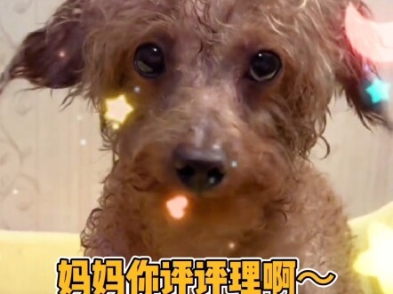 这样有心眼的狗狗你家有两只呀