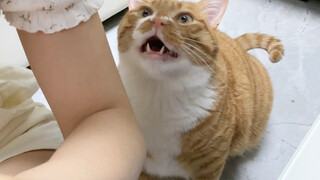 Egg Roll: Mom, I haven't eaten for a minute already, and my tummy is rumbling with hunger!