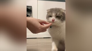 Trả đồ ăn cho tui cat catlover catsoftiktok fypシ foryou