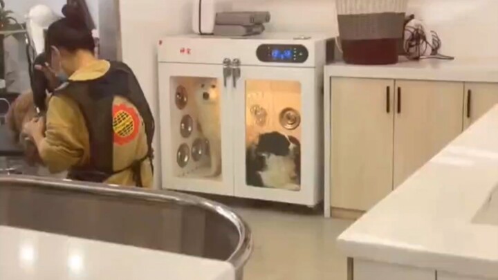 Dog: Something’s off… It’s getting hot—let me out!