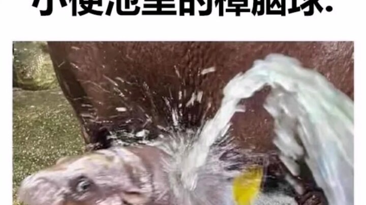 Kapur barus di dalam urinoar:……