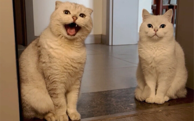 Hai chú mèo nhỏ mỗi con đều có tài riêng đấy!