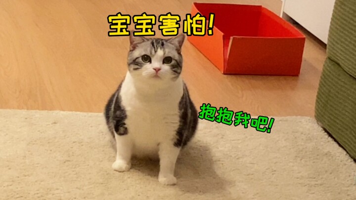 สรุปว่าแกล้งทำหรือเปล่านะ? แมวน้อยขี้กลัวที่สุดในบ้านยังกลัวฟ้าร้องด้วยเหรอ? แถมยังต้องมาแนบชิดอีก