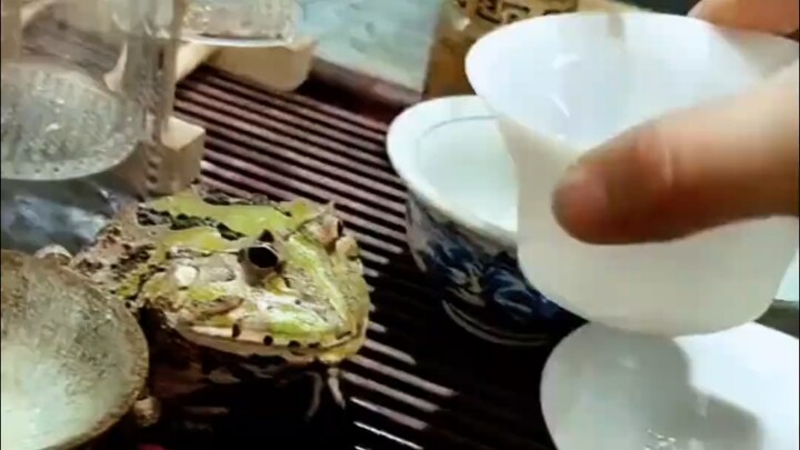 ตุ๊กตาชงชาของคนอื่นล้วนเป็นของปลอม ฉันเลี้ยงของจริงไปเลย!