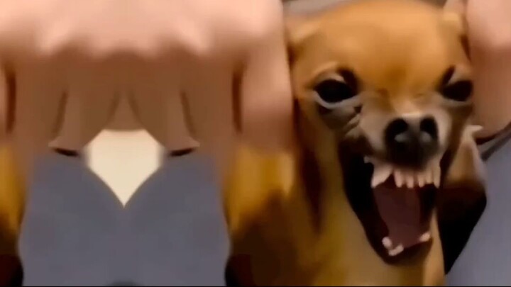 Funny dogs😆😇🤣😂