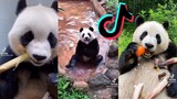 TikToks That Know Kung Fu - Panda Side of TikTok