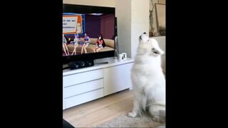 If dogs also watch A-SOUL
