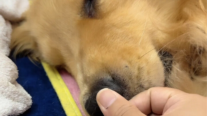 Sungguh-sungguh harus mengucapkan selamat tinggal, ingatlah jalan pulang, Ayah akan selalu menunggum