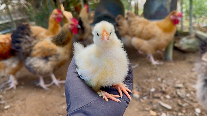 Hybridization creates a miracle: a super-cute little chick!