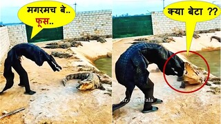 इन बदमाश जानवरों से १ किलोमीटर दूर ही रहना बॉस |Latest Funny Animals Caught On Camera Part -111