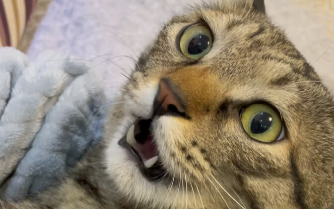 Aku bahkan bisa mengucapkan “ha” pun, sepertinya Pak Guru Meong sudah benar‑benar tidak berkata‑kata
