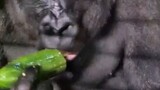 Gorila memakan pisang dari dekat