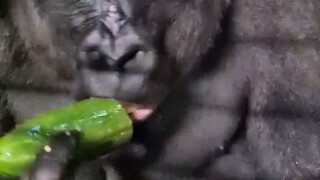 Gorilla eats banana up close