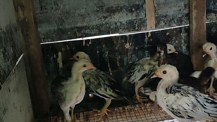 Kanawayon X Red kanaway 1 month old available