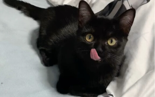 بعد أن تخلد الفتاة في ريعان الشباب إلى النوم في منتصف الليل، يحدث هذا بالضبط!!! على الفتيات أن يحمين