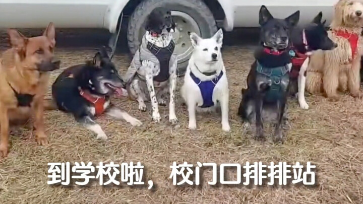 Anjing-anjing pergi ke taman kanak-kanak di pusat penitipan, dengan layanan antar-jemput bus sekolah