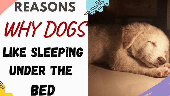 Why Does My Dog Sleep Under My Bed (Answered)