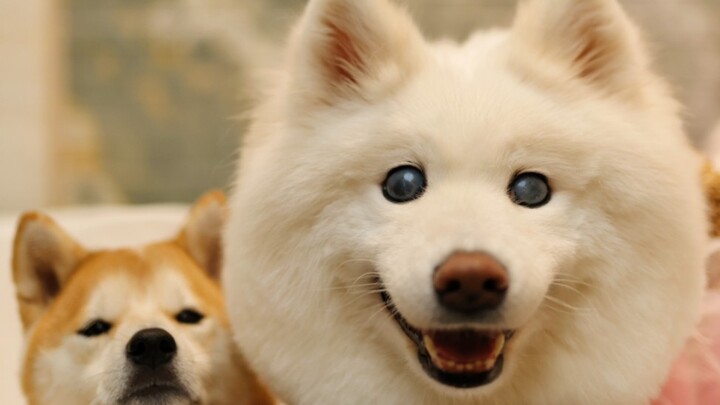 Betapa bahagianya seekor anjing kecil yang punya anjing pemandunya sendiri!