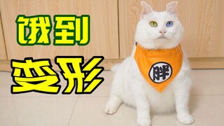 Khi mèo đói đến cực điểm, chúng sẽ làm những điều khiến người ta kinh hãi