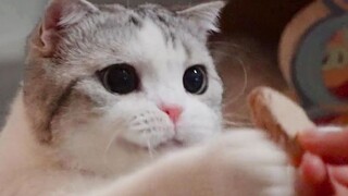 Untuk menjebak kucing kecil, cukup gunakan satu kotak kardus.