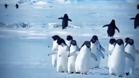 Funny Penguin Video