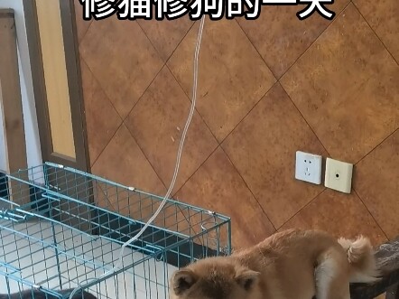 A Country Vet’s Day of Treating Cats and Dogs!