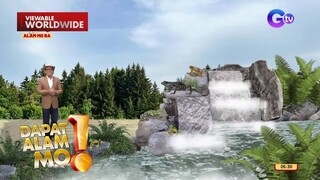 Sauna para sa mga palaka, nakatutulong para labanan ang fungus | Dapat Alam Mo!