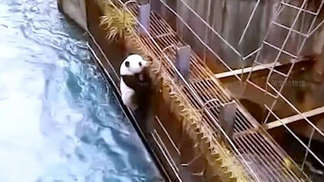 A giant panda tragically got swept away while crossing the river, but at the critical moment it clim