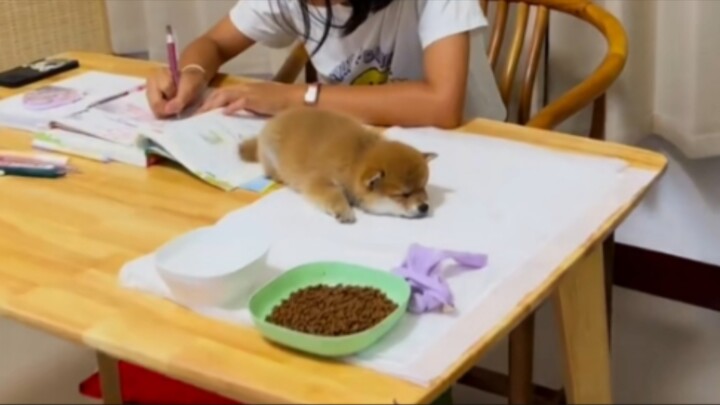 “🐶 Có ai muốn nhận nuôi chú cún Shiba nhỏ thế này không?”